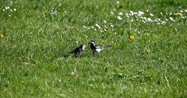 Pied Wagtail Collecting Food Its Chicks — Stock Photo, Image