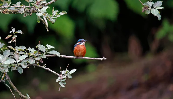 Kingfisher Empoleirado Preening Pesca — Fotografia de Stock