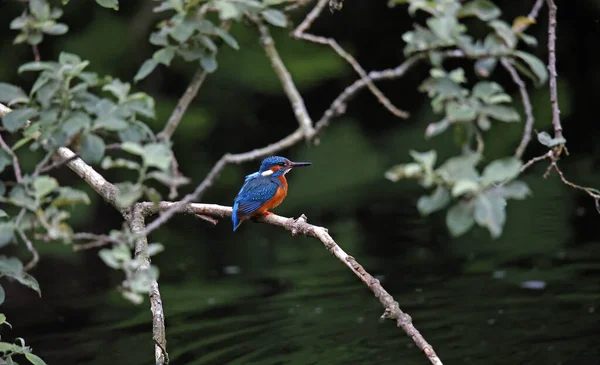 Kingfisher Perched Preening Fishing — Stock Photo, Image