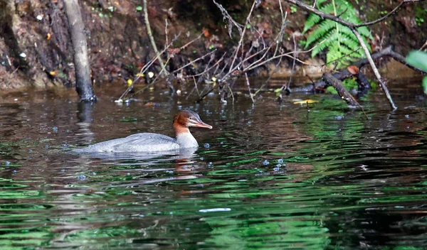 Pêche Cygnes Juvéniles Sur Rivière — Photo