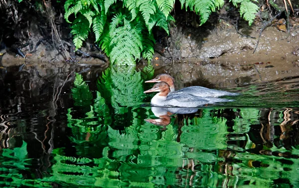 Pêche Cygnes Juvéniles Sur Rivière — Photo