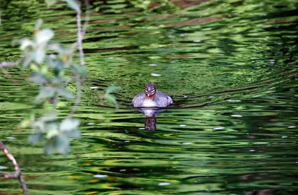 Pêche Cygnes Juvéniles Sur Rivière — Photo