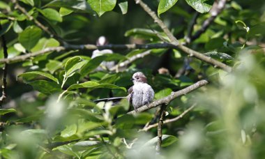 Long tailed tit preening in a tree