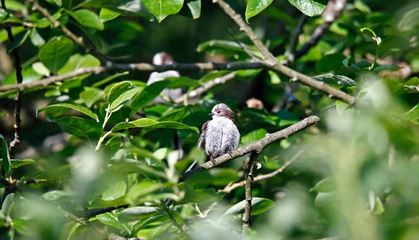 Long Tailed Tit Preening Tree — Fotografia de Stock