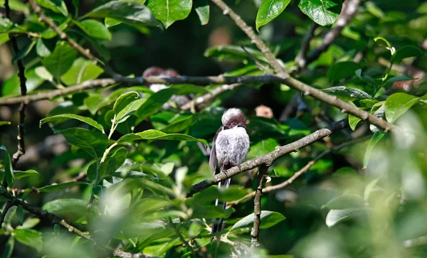 Long Tailed Tit Preening Tree — 图库照片