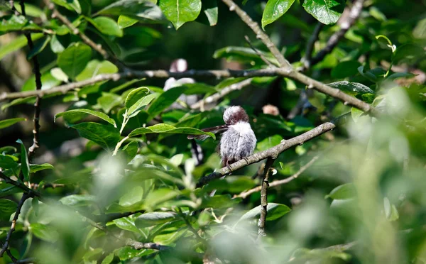 Long Tailed Tit Preening Tree — Fotografia de Stock