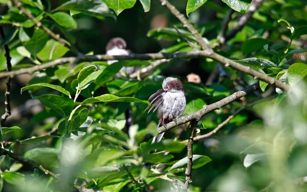 Long tailed tit preening in a tree