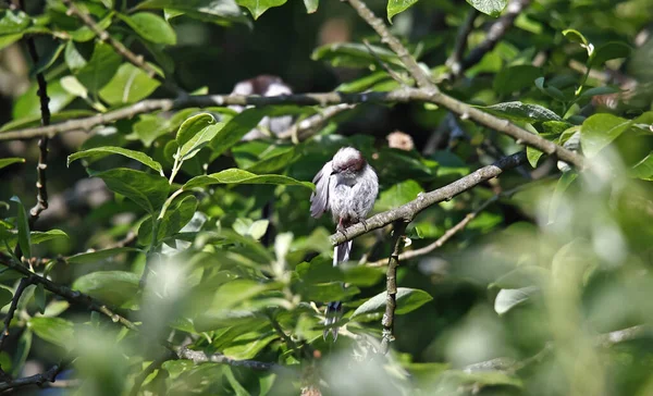 Long Tailed Tit Preening Tree — Fotografia de Stock