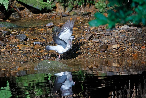 Kąpiel Gołębiami Następnie Żerowanie Drzewie — Zdjęcie stockowe