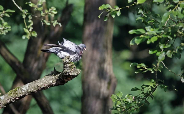 비둘기 목욕을 나무에서 깃털을 다듬는 — 스톡 사진