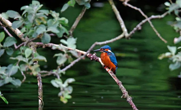 男翠鸟栖息在河岸的一棵树上 — 图库照片
