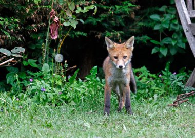 Bahçeyi keşfeden şehir tilkisi yavrusu.