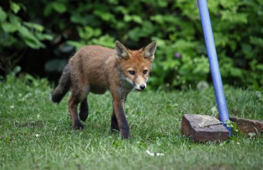 Bahçeyi keşfeden şehir tilkisi yavrusu.