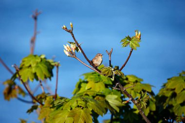 Wren parlak bahar güneşinde bir ağacın tepesinden şarkı söylüyor.