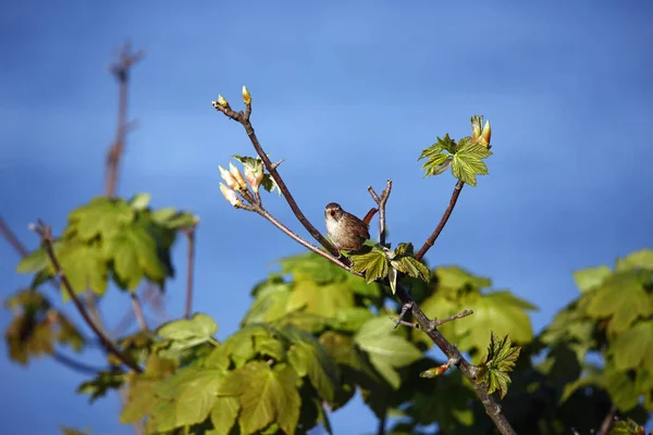 Wren Cantando Topo Uma Árvore Brilhante Sol Primavera — Fotografia de Stock