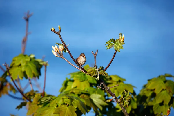 Wren Cantando Topo Uma Árvore Brilhante Sol Primavera — Fotografia de Stock