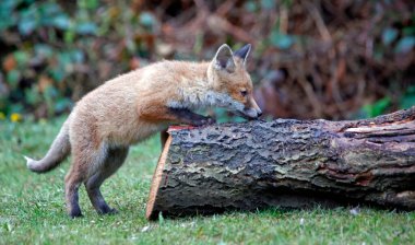 Bahçeyi keşfeden şehir tilkisi yavruları