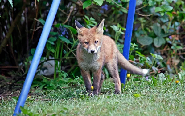 Stedelijke Vos Welpen Verkennen Van Een Tuin — Stockfoto