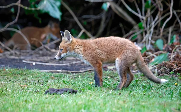 Stedelijke Vos Welpen Verkennen Van Een Tuin — Stockfoto