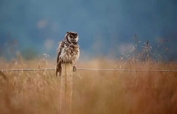 Långörad Uggla Abborre Preening Efter Regndusch — Stockfoto