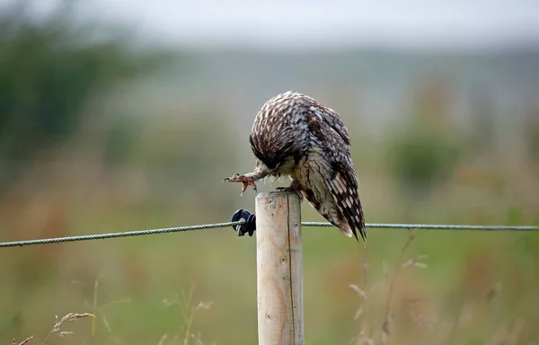 Lange Ooruil Een Zitstok Preening Een Regenbui — Stockfoto