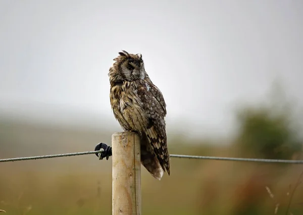 Coruja Orelha Longa Poleiro Preening Depois Chuveiro Chuva — Fotografia de Stock