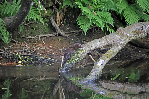 Pêche Vison Long Rivière — Photo