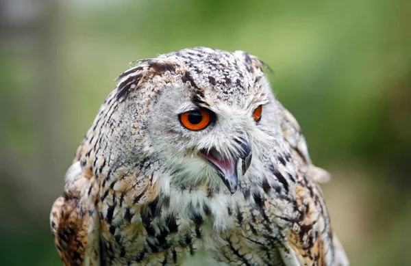 Búho Águila Siberiana Cerca Disparos Cabeza — Foto de Stock