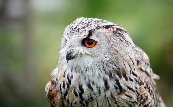 Siberian Eagle Owl Close Head Shots — Stock Photo, Image