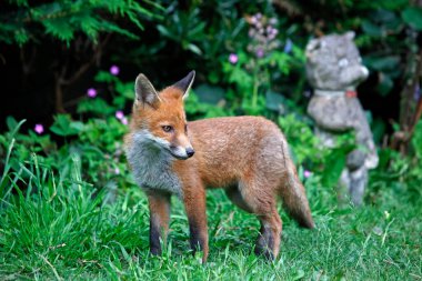 Bahçeyi keşfeden şehir tilkisi yavruları