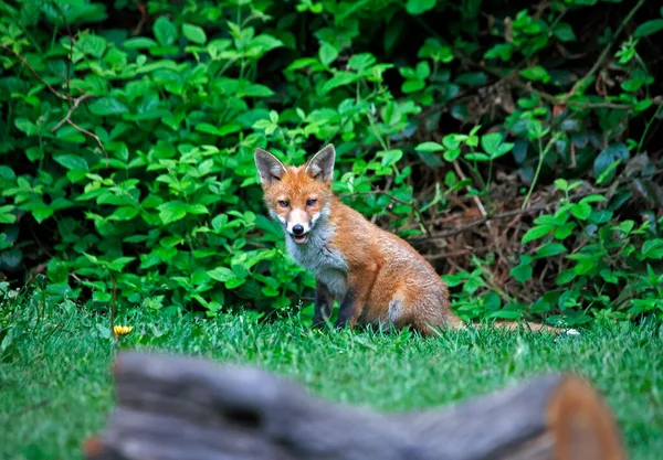 Bahçeyi keşfeden şehir tilkisi yavruları
