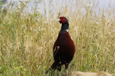 Çayırdaki erkek sülün.