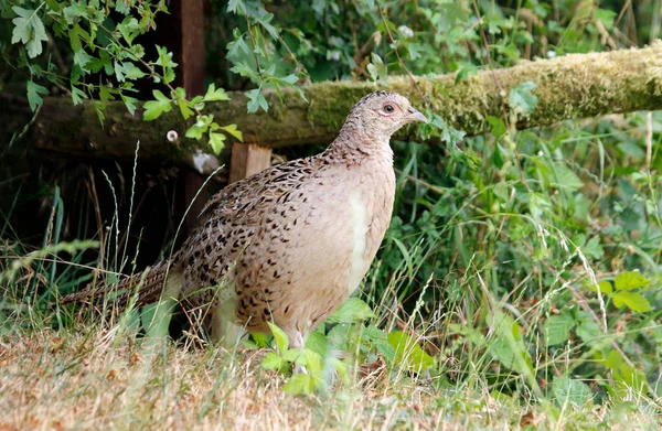 Female Pheasant Meadow — Stock Photo, Image