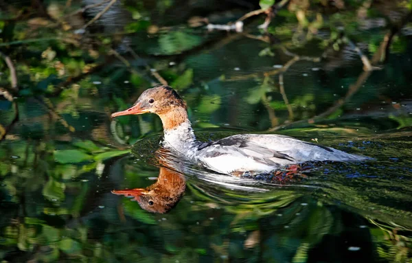 Goosander Fêmea Juvenil Rio — Fotografia de Stock