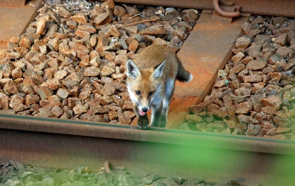 Familia Zorros Urbanos Por Las Líneas Ferroviarias — Foto de Stock