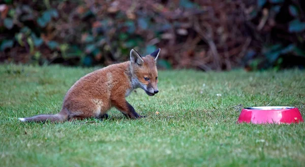 Fox Familie Spelen Verkennen Een Stadstuin — Stockfoto