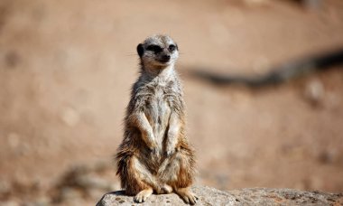 Vahşi yaşam parkında mirketler