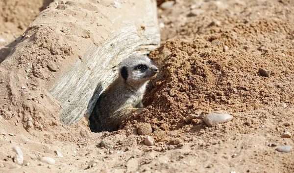 Meerkats Dans Parc Animalier — Photo