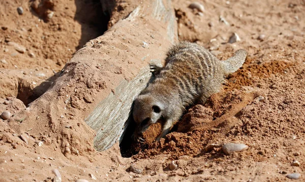 Vahşi yaşam parkında mirketler