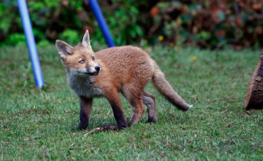 Bahçeyi keşfeden bir tilki yavrusu ailesi.