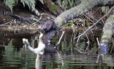 Nehir kıyısındaki bir Amerikan vizonunun yansıtıcı görüntüleri.