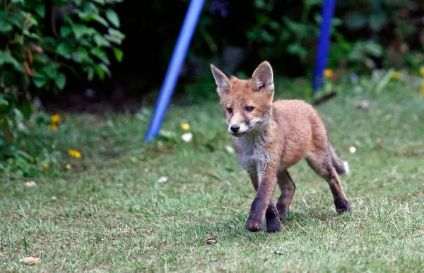 Fox Familie Verkennen Van Een Voorstedelijke Tuin — Stockfoto