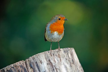 Avrasya bülbülü ormanda tünemiş.
