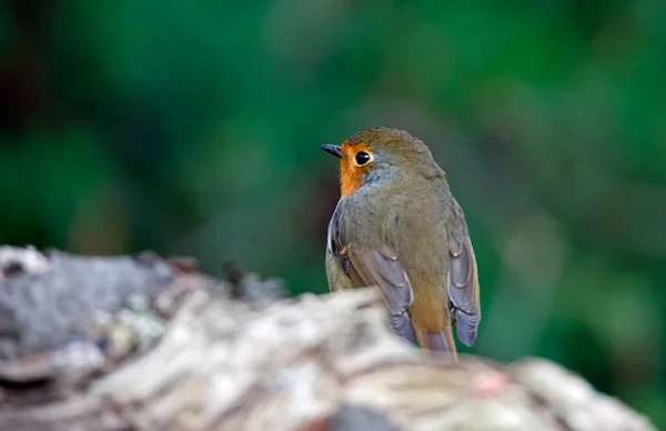 Eurasiático Robin Poleiro Floresta — Fotografia de Stock