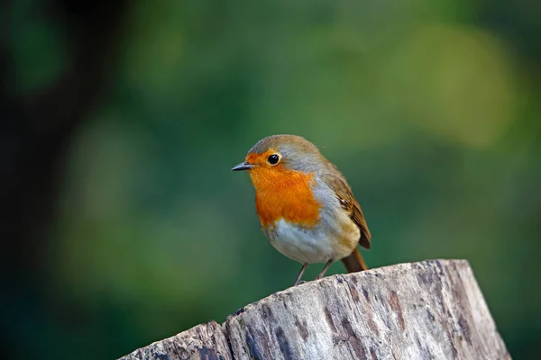 Rotkehlchen Hockt Wald — Stockfoto