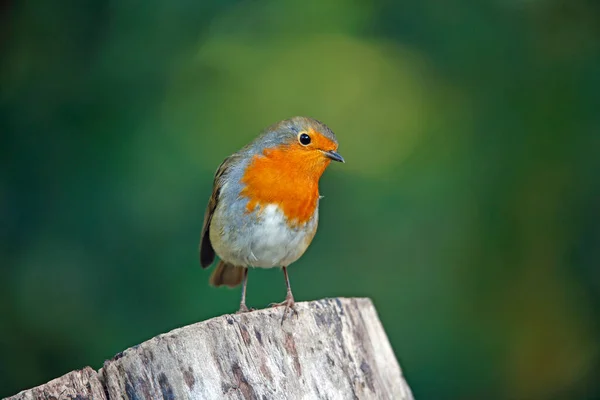 Eurasiático Robin Poleiro Floresta — Fotografia de Stock