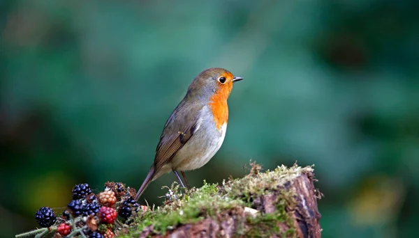 Eurasiático Robin Poleiro Floresta — Fotografia de Stock