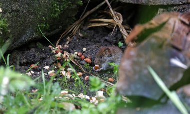 Kuş yemliğinin altında beslenen fareler