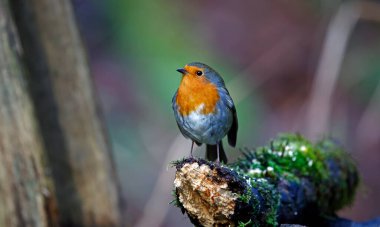 Bir Noel ortamında Avrasya bülbülü