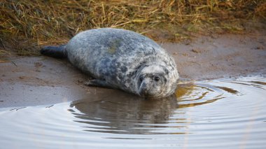 Kumsaldaki gri fok yavruları